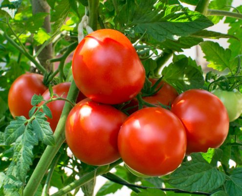 Homegrown tomatoes